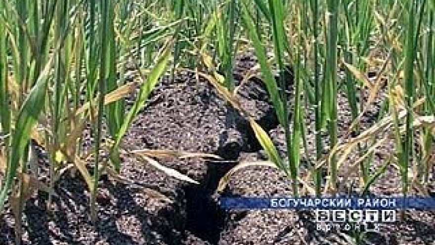 В Воронежской области из-за засухи объявлена чрезвычайная ситуация