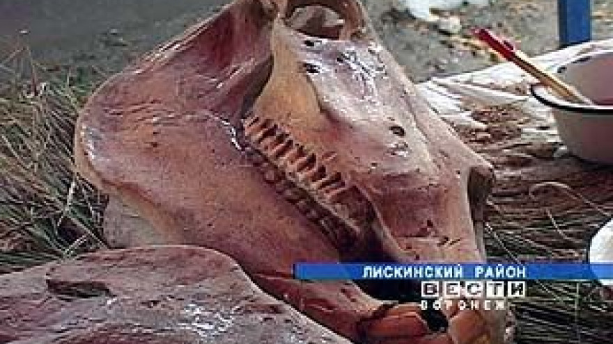 Археологическая сенсация: в Лискинском районе обнаружены кости тарпанов