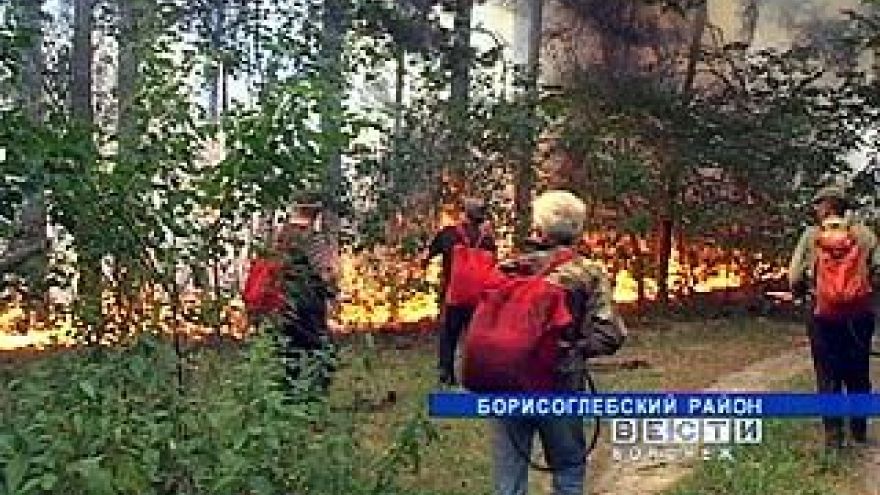 В Борисоглебском районе серьезно пострадал Теллермановский лес