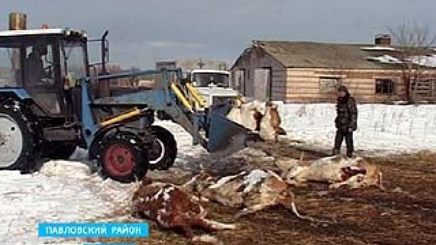 Нарушения правил утилизации животных стали практикой в Павловском районе