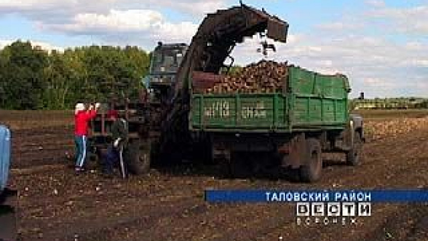 В Таловском районе приступили к уборке сахарной свеклы