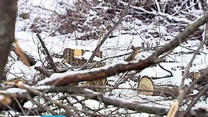 В Советском районе возбуждено уголовное дело по факту вырубки около 400 деревьев