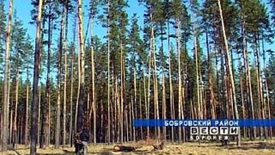 Рубить лес в Воронежской области теперь будут по-новому