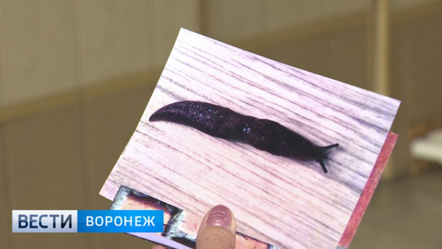 У жителей посёлка под Воронежем из крана с водой выливаются слизняки