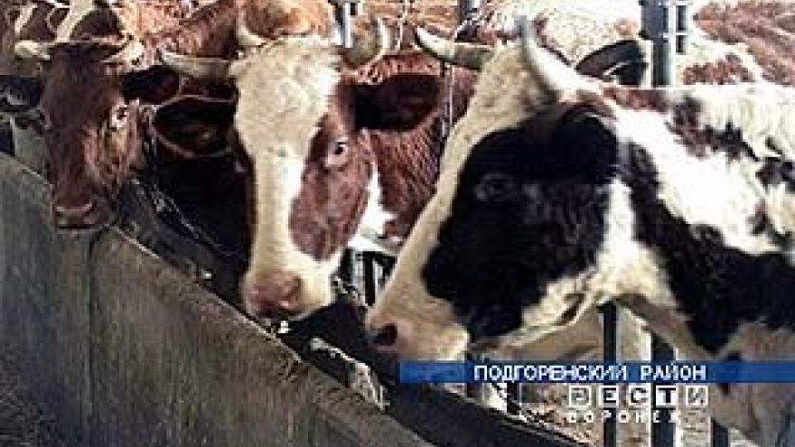 Новый молочный комплекс откроют в Каменском районе
