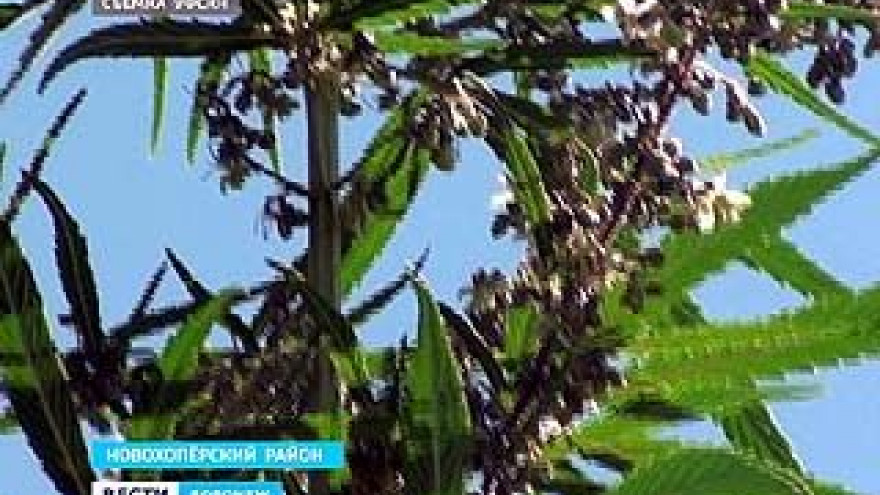 В Новохоперском районе коноплю выращивали в промышленных масштабах
