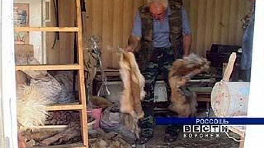 Отстрел зверей, зараженных бешенством, практически прекратился
