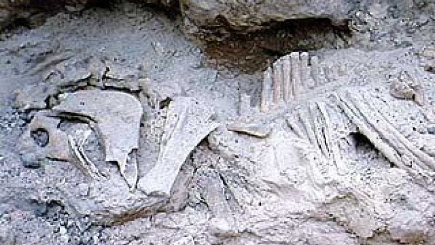 Кости доисторических лошадей обнаружены в Воронежской области