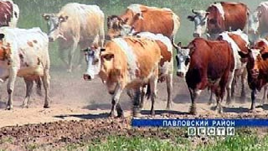 Нашествие мошкары доставляет немало хлопот животноводам