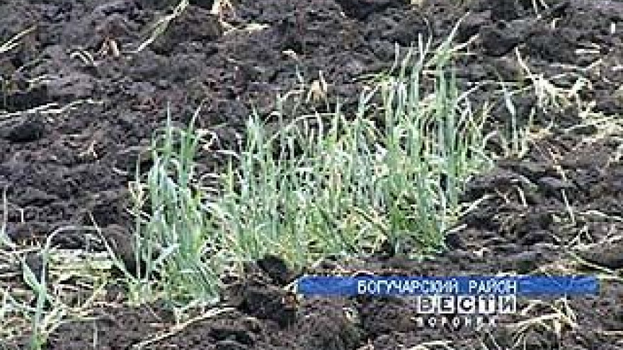 В Воронежской области погибли озимые на площади в 28 000 га