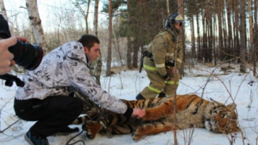 ФОТО: В Воронеже спасатели и полиция поймали сбежавшего тигра