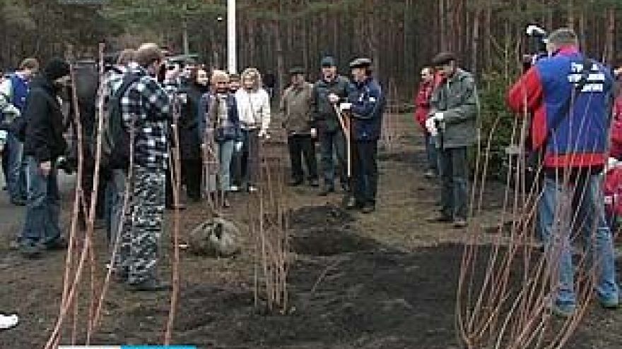 Воронежца обвиняют в хищении дорогостоящих деревьев