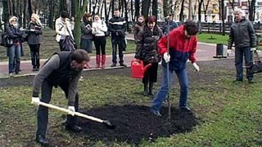 В Кольцовском сквере через пару лет можно будет собрать урожай яблок