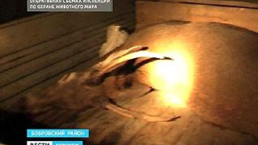 Браконьеров, застреливших благородного оленя, наказали на 150 тысяч рублей