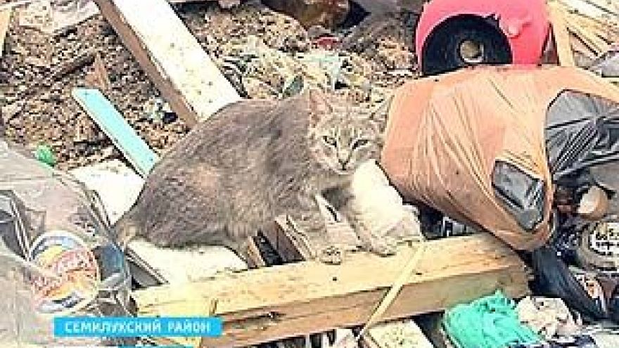 В поселке Стрелица некому вывозить бытовые отходы