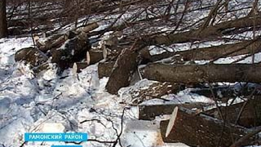 В селе Ивница под Рамонью неизвестные дровосеки вырубают лес