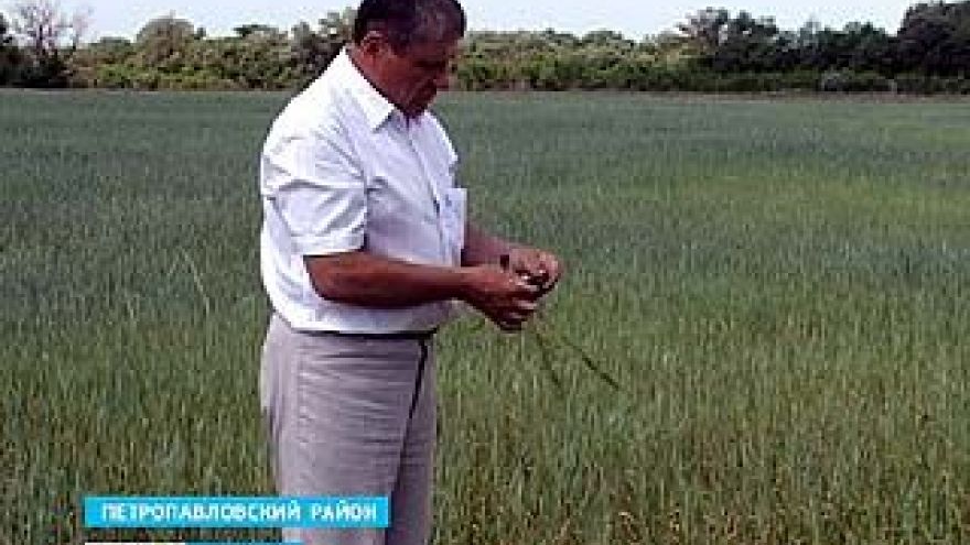 Аграрии области боятся повторения засухи лета 2010 года