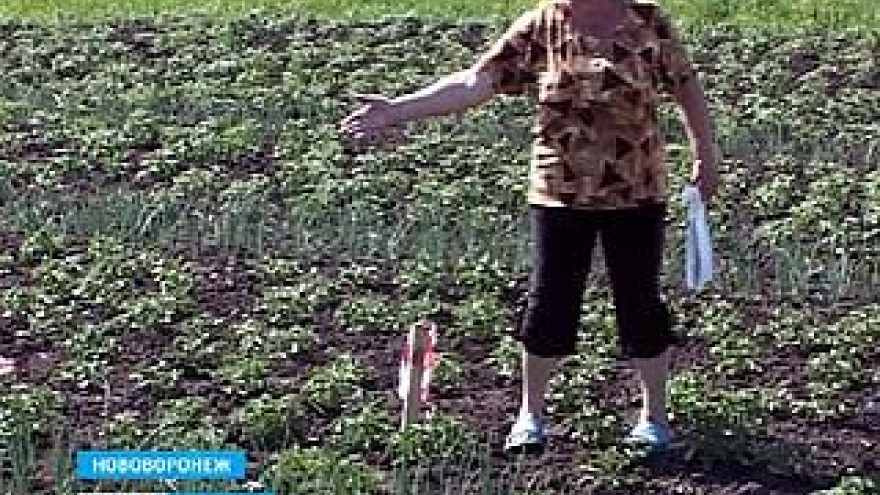 В Нововоронеже разгорается земельный скандал