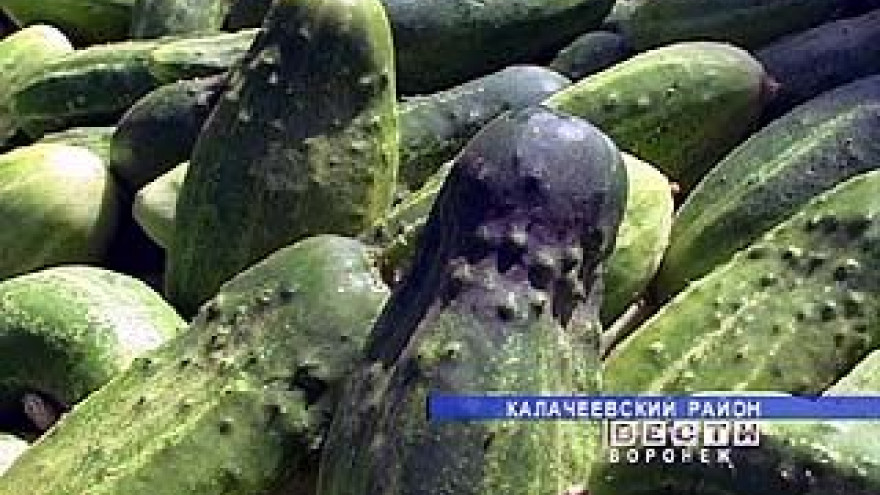 В Калачеевском районе получили богатый урожай огурцов