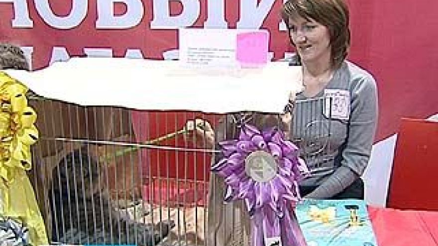 Воронежскому фелинологическому центру исполнилось 20 лет