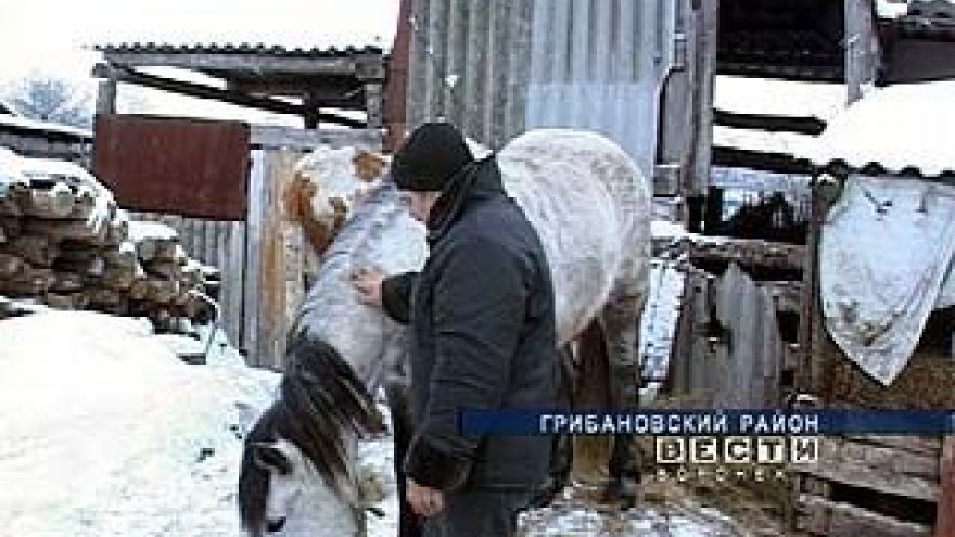 Села Воронежской области атакуют конокрады
