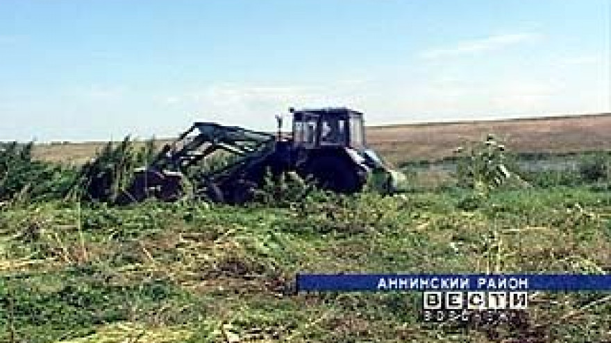 Аннинские наркополицейские уничтожили тайное поле конопли