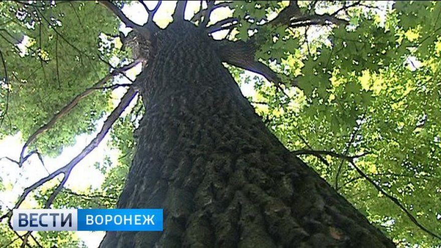 Воронежские власти вернулись к планам строительства дороги через Нагорную дубраву