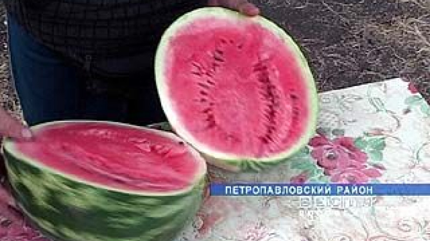 Горячая пора уборки арбузов наступила в Петропавловском районе