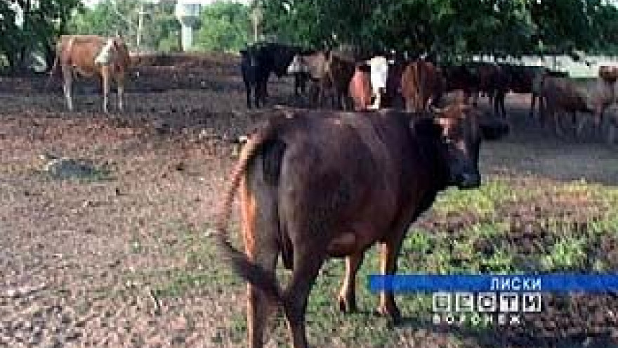 Несколько лискинских домов утопают в нечистотах