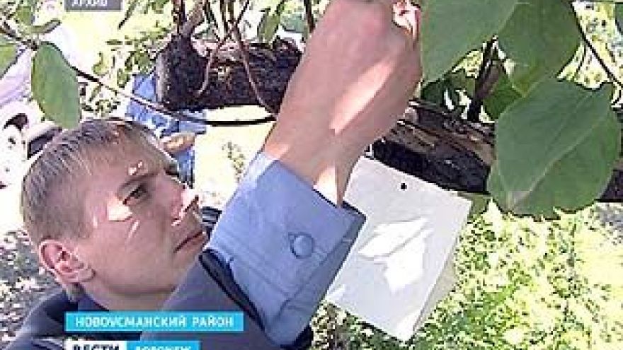 Инспекторы Россельхознадзора в садах и на полях собирают урожай бабочек