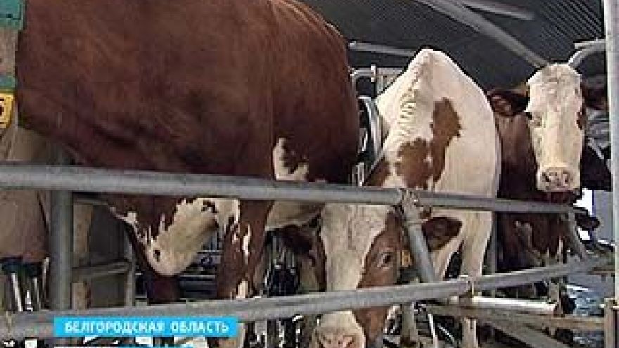Молочное производство в Воронежской области выходит на европейский уровень
