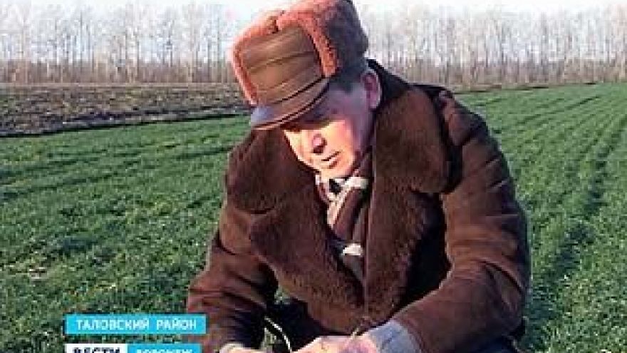 Озимые культуры в Воронежской области под угрозой вымерзания