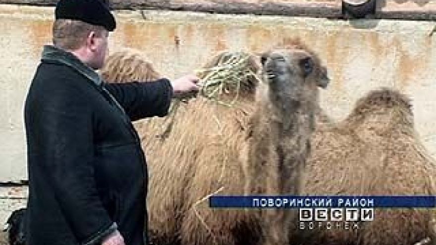 В фермерских хозяйствах области начали разводить экзотических животных