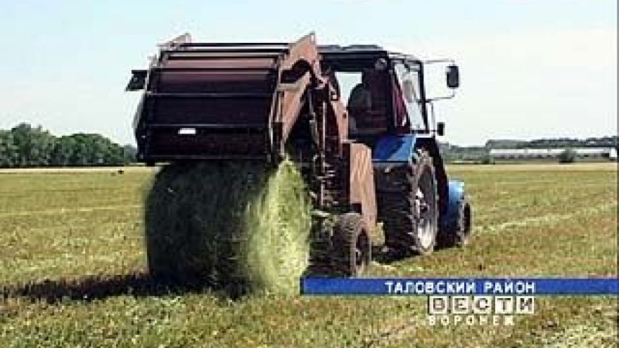 Воронежские животноводы подсчитывают потери из-за засухи