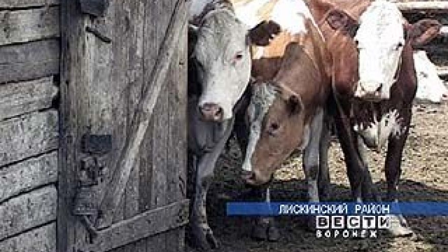 Жителя Лисок придавило коровой