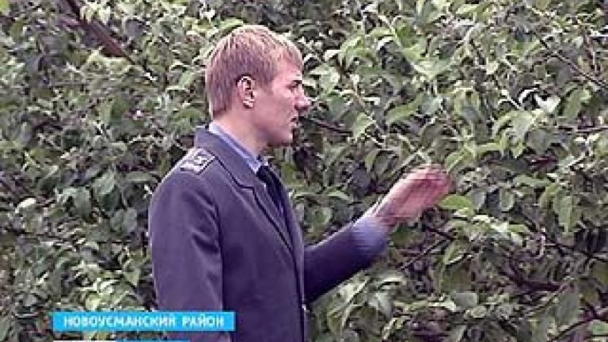 В плодовых хозяйствах области началась "диспансеризация"
