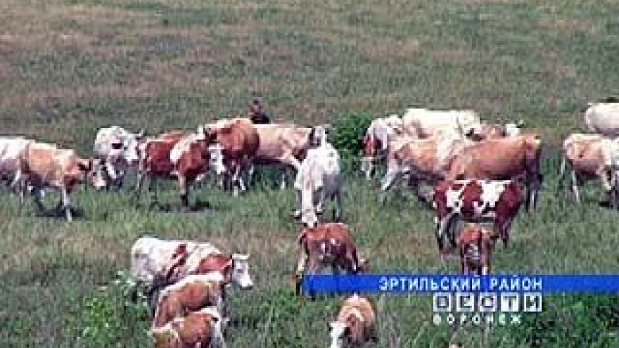 Животноводство не приносит выгоду Эртильскому району