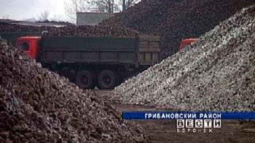 В Воронежской области убран первый миллион тонн сахарной свёклы