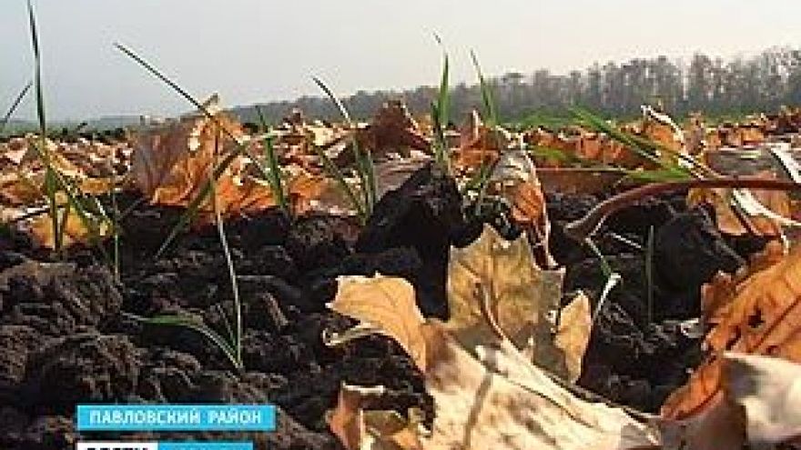 Воронежские аграрии подсчитывают убытки - озимые не всходят из-за засухи