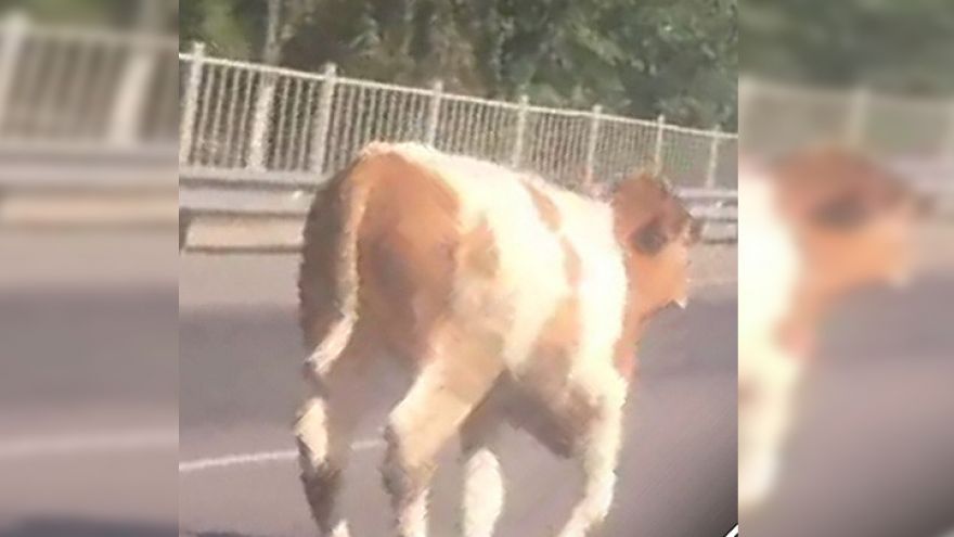 В Воронеже корова на дороге пустилась в «галоп»: видео появилось в сети