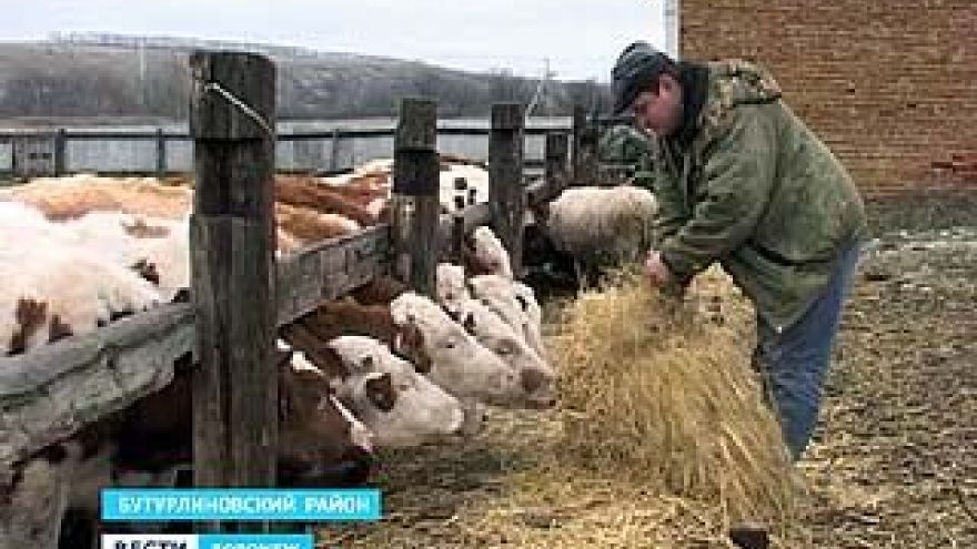 Четыре фермера из Бутурлиновского района выиграли гранты