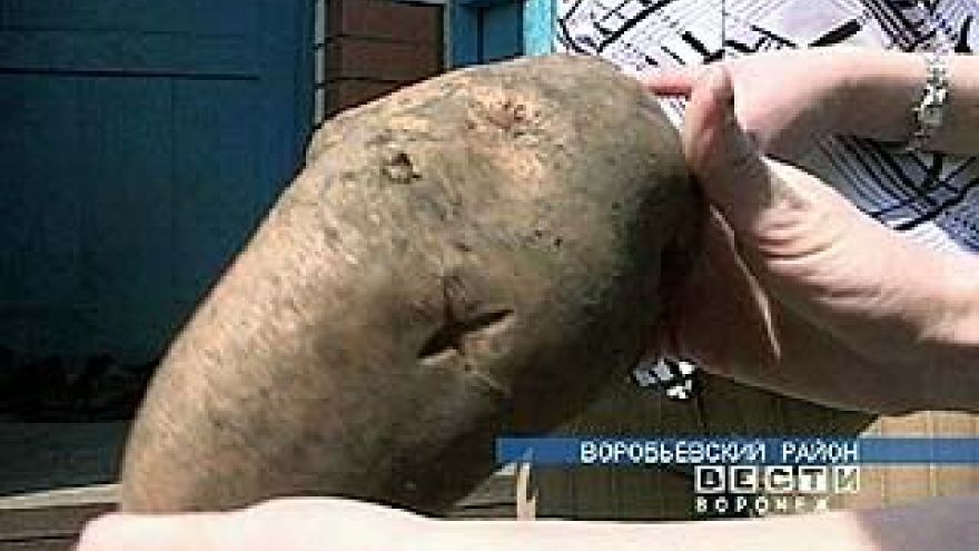 Картофель "Мутант" выращивают в Воробьевском районе