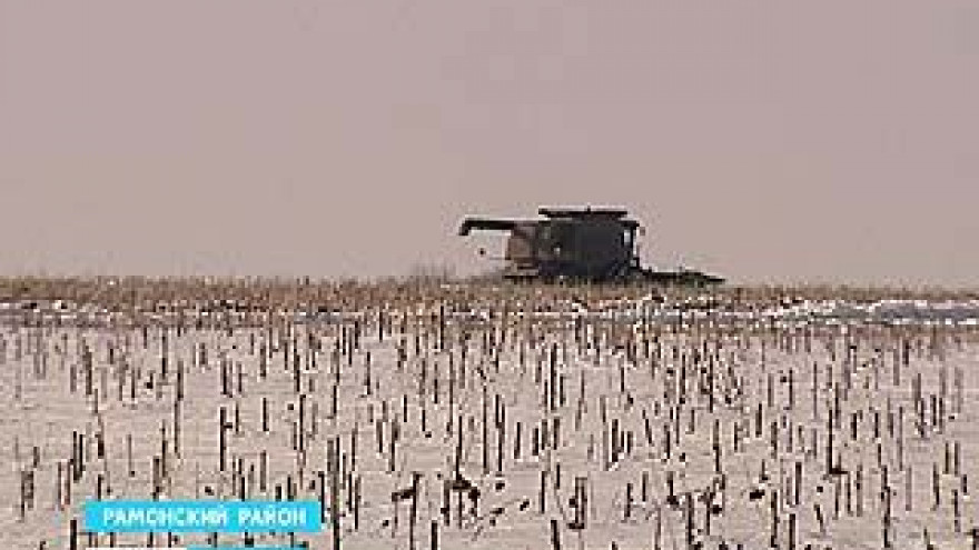 На заснеженных полях Рамонского района комбайны убирали урожай подсолнечника