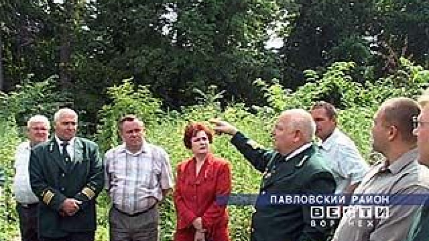 Профессиональный праздник досрочно отметят лесники Воронежской области