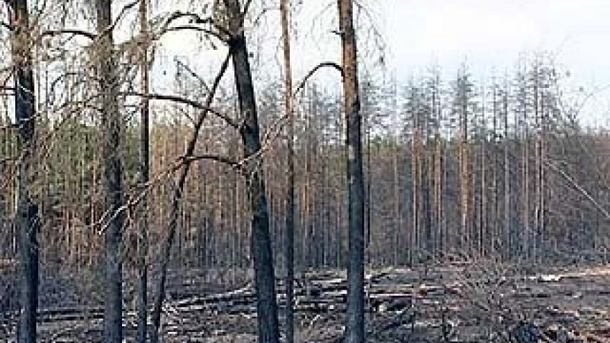 Сосны спасли Воронеж от песков, но не устояли против огня
