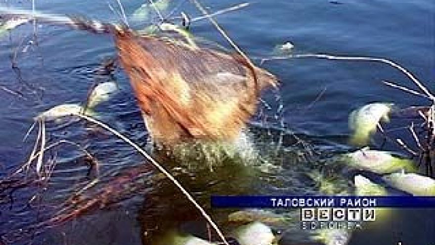 Таловские арендаторы водоемов подсчитывают убытки