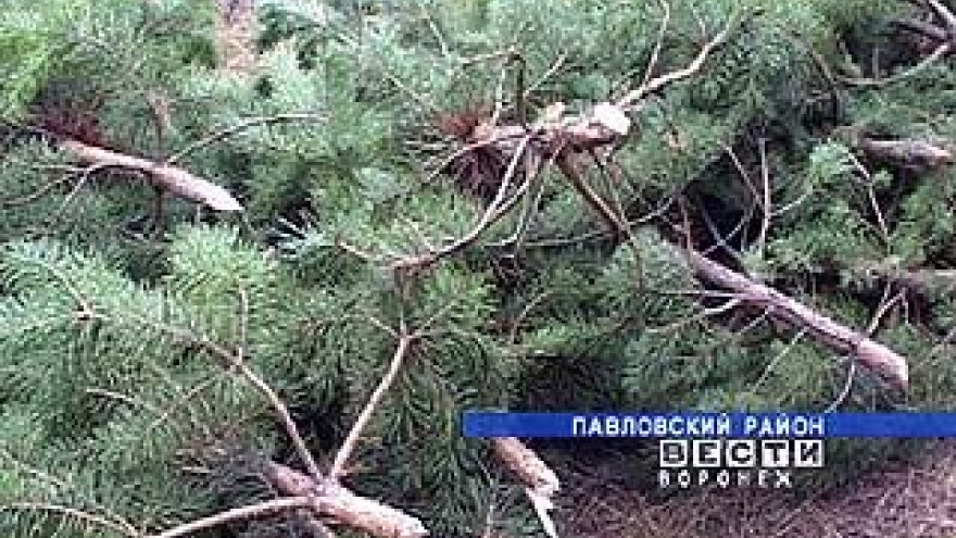 В Воронежской области начинаются круглосуточные дежурства вокруг лесов