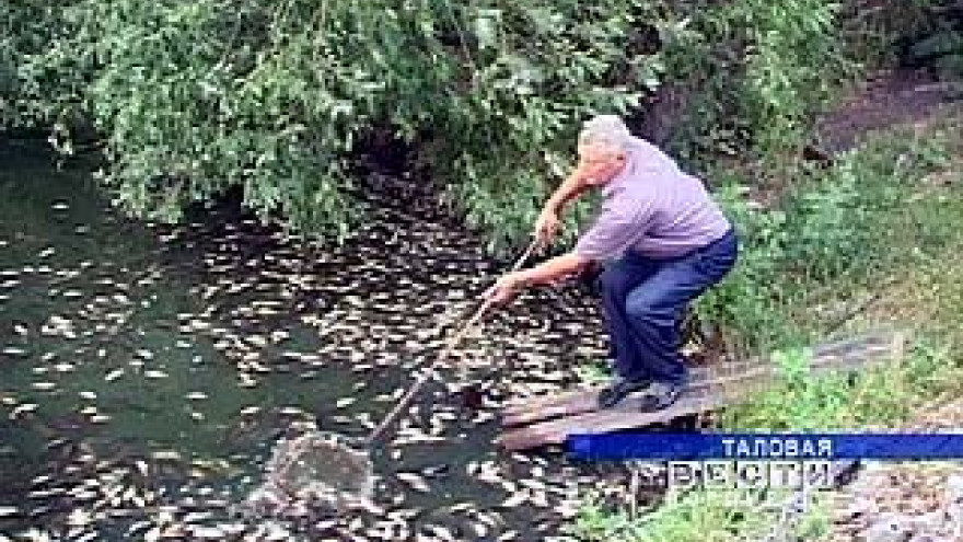 В Таловском районе зафиксирована массовая гибель рыбы