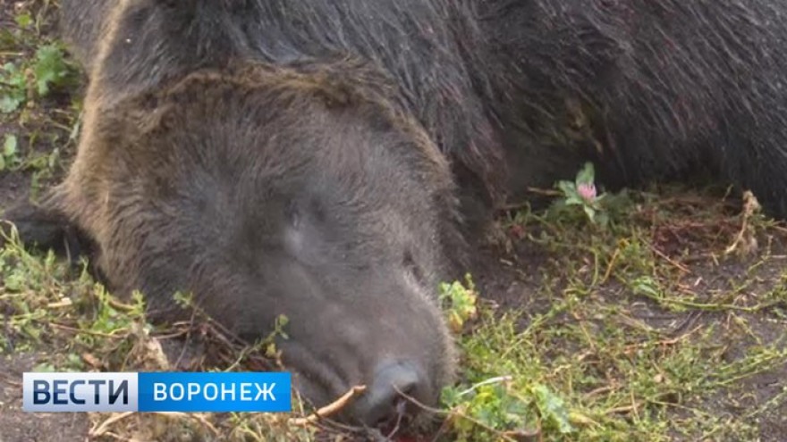 Воронежские ветеринары: «Возможная причина нападения медведя на человека – бешенство»
