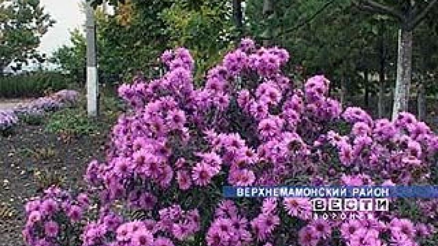 В школе Дерезовки появился дендрарий